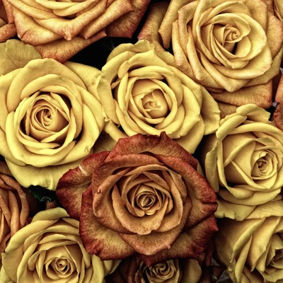 Élégant bouquet de roses symbolisant l'amour et l'affection