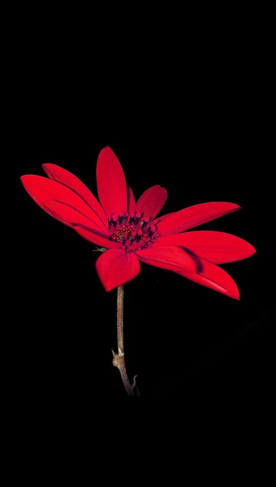 flor, natureza, vermelho