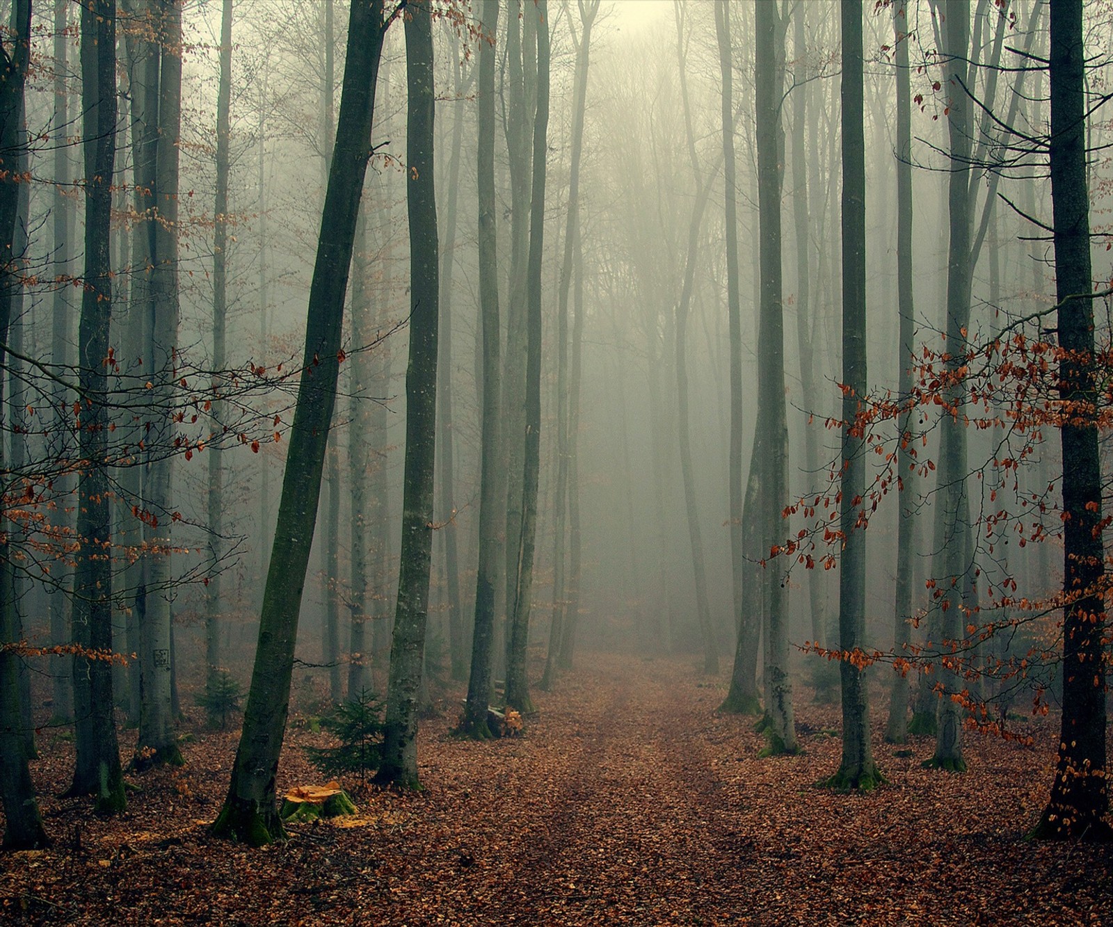 Árvores na névoa em uma floresta com um caminho entre elas (névoa, floresta)