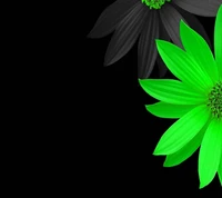 flower, green wallpaper