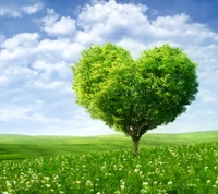 verde, corazón, amor, primavera, árbol