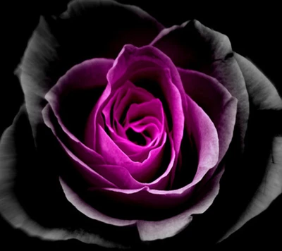 and rose, schwarz