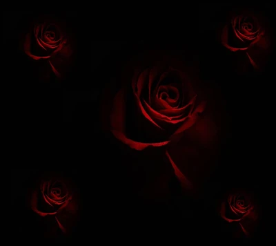 rojo, rosas