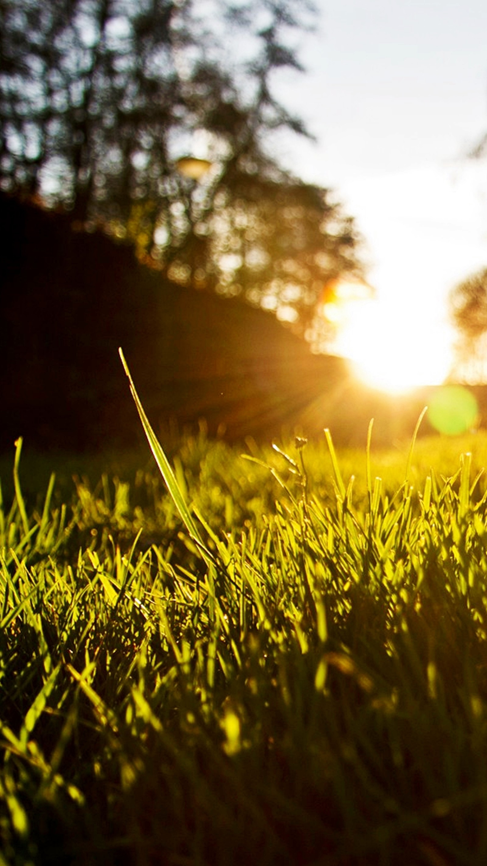 A close up of a grassy field with the sun setting in the background (green, planet)