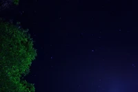 Cielo Nocturno Estrellado con Silueta de Árbol Verde Frondoso