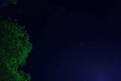 Cielo Nocturno Estrellado con Silueta de Árbol Verde Frondoso