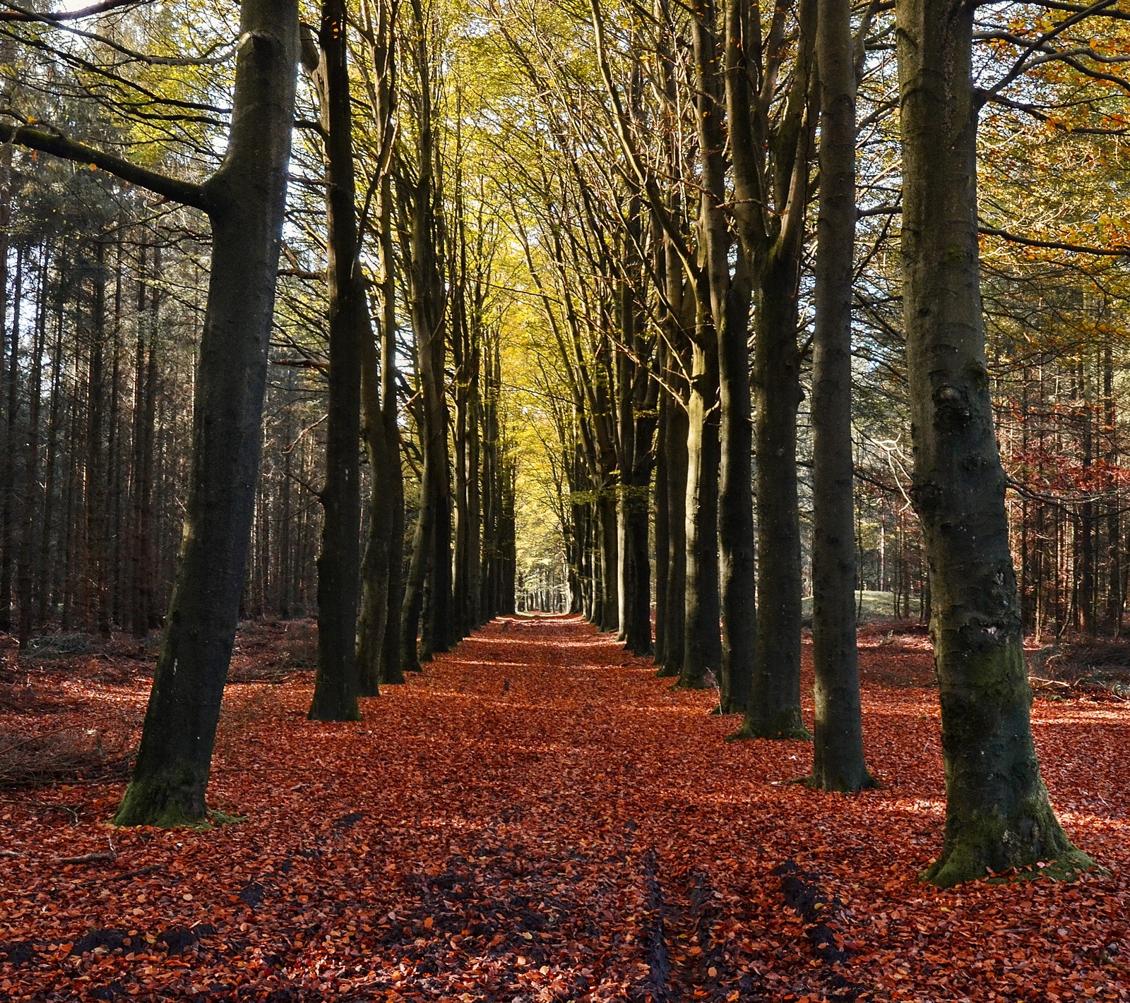 Árboles y hojas cubren el suelo en un bosque con un camino (otoño, naranja, al aire libre)