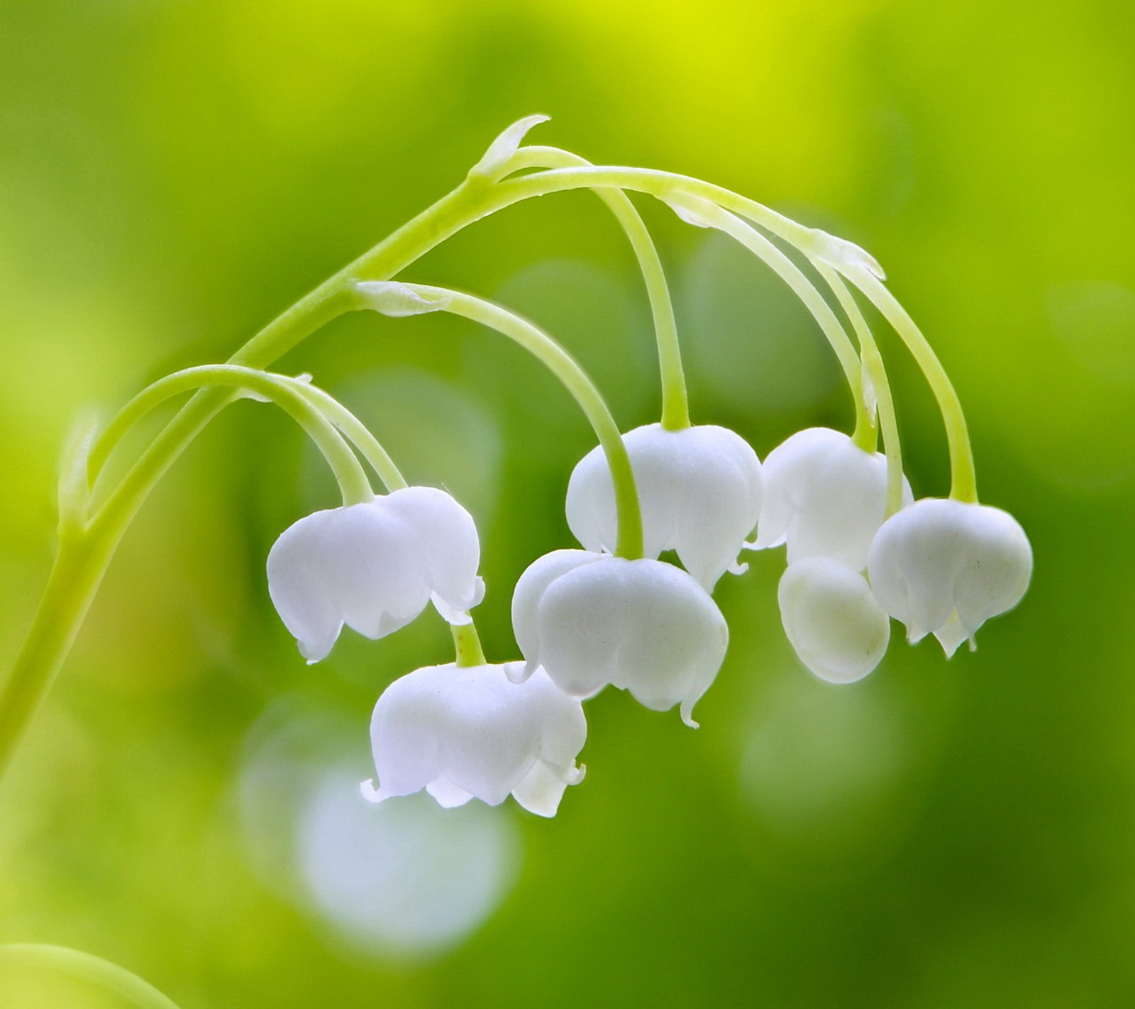 Eine nahaufnahme einer blume mit vielen weißen blumen (lilie, frühling, valley)