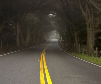 Endless Journey Through a Misty Canopy