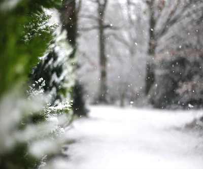 Caminho de inverno encantador coberto de neve