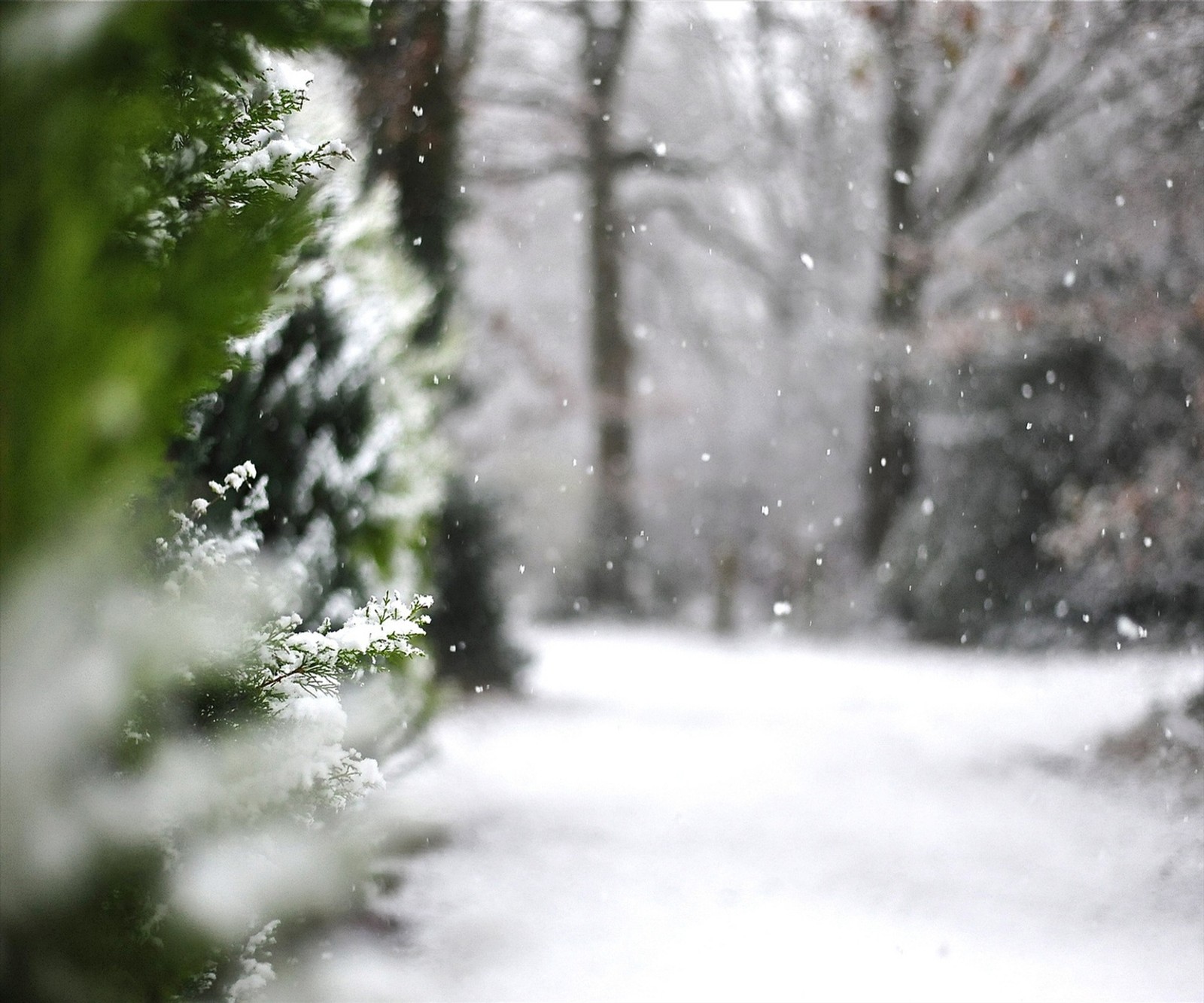 Lade schönheit, schnee Hintergrund herunter