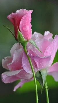 Rosas rosas delicadas con gotas de lluvia