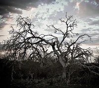 haunted, hdr, spooky, tree wallpaper