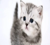 animal, baby, cat, cute wallpaper