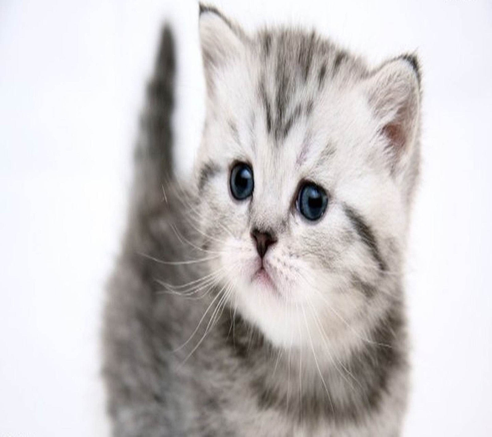 animal, baby, cat, cute Download Wallpaper