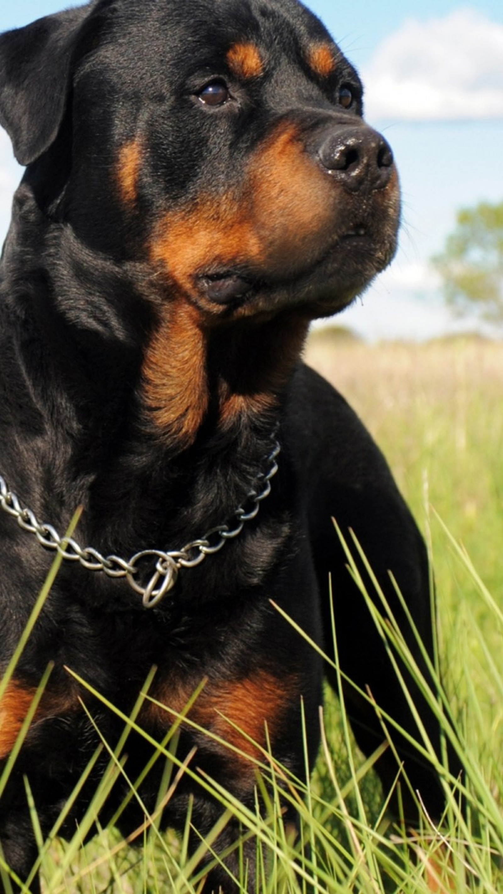 Hay un perro acostado en la hierba (enojado, perro)