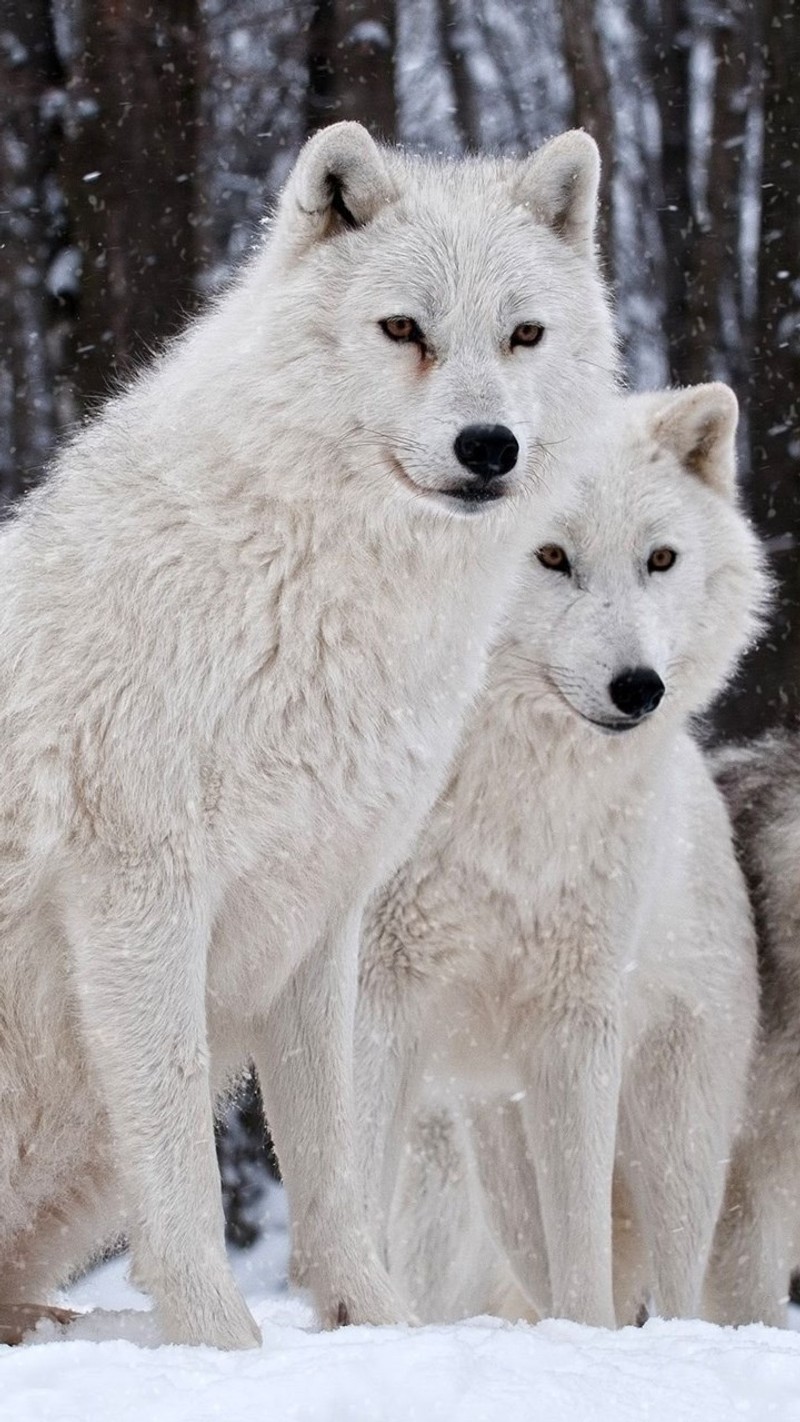 Две белые волка, стоящие вместе в снегу (животные, artic wolves, белый, дикий, волки)