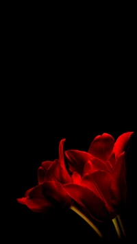 Vibrant Red Tulips Against a Dark Background