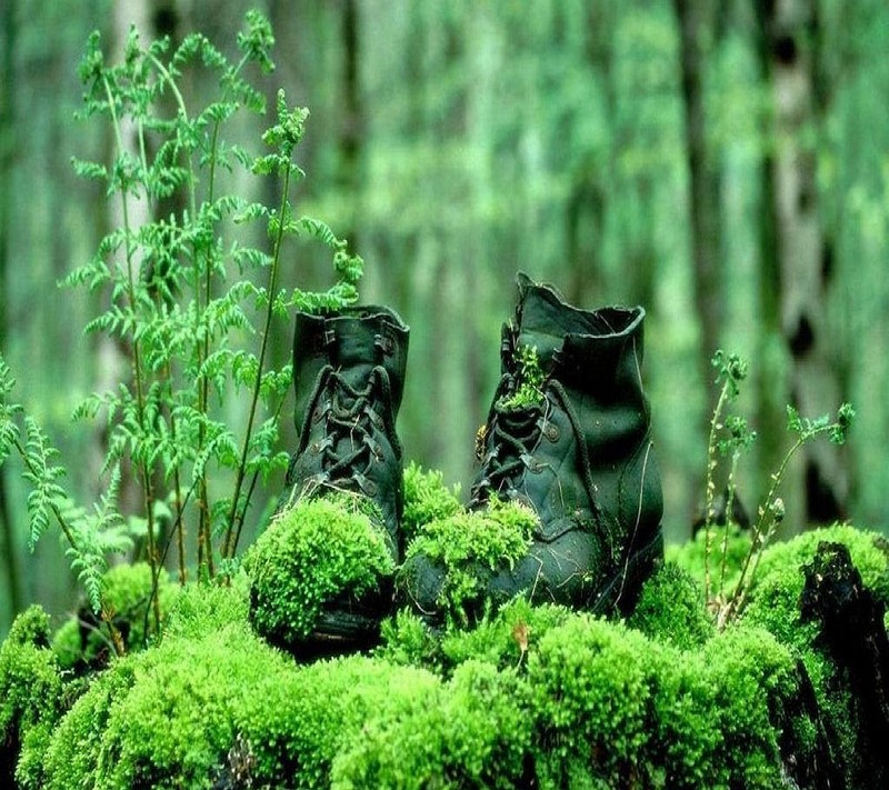 Ein paar stiefel steht auf einem moosbedeckten baumstamm (natur)