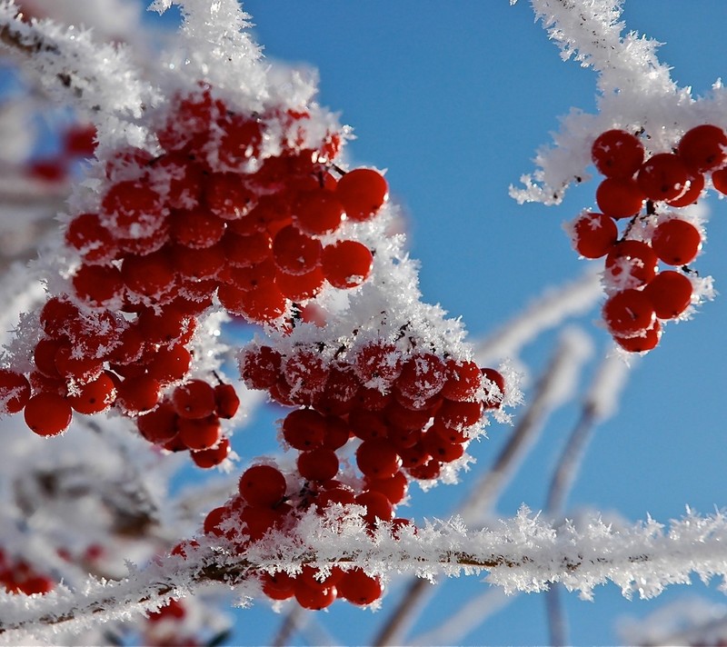 Крупный план грозди красных ягод на дереве (холодное сердце, frozen, фрукт, природа, снег)