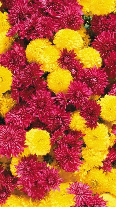 Vibrant Red and Yellow Chrysanthemums in Full Bloom