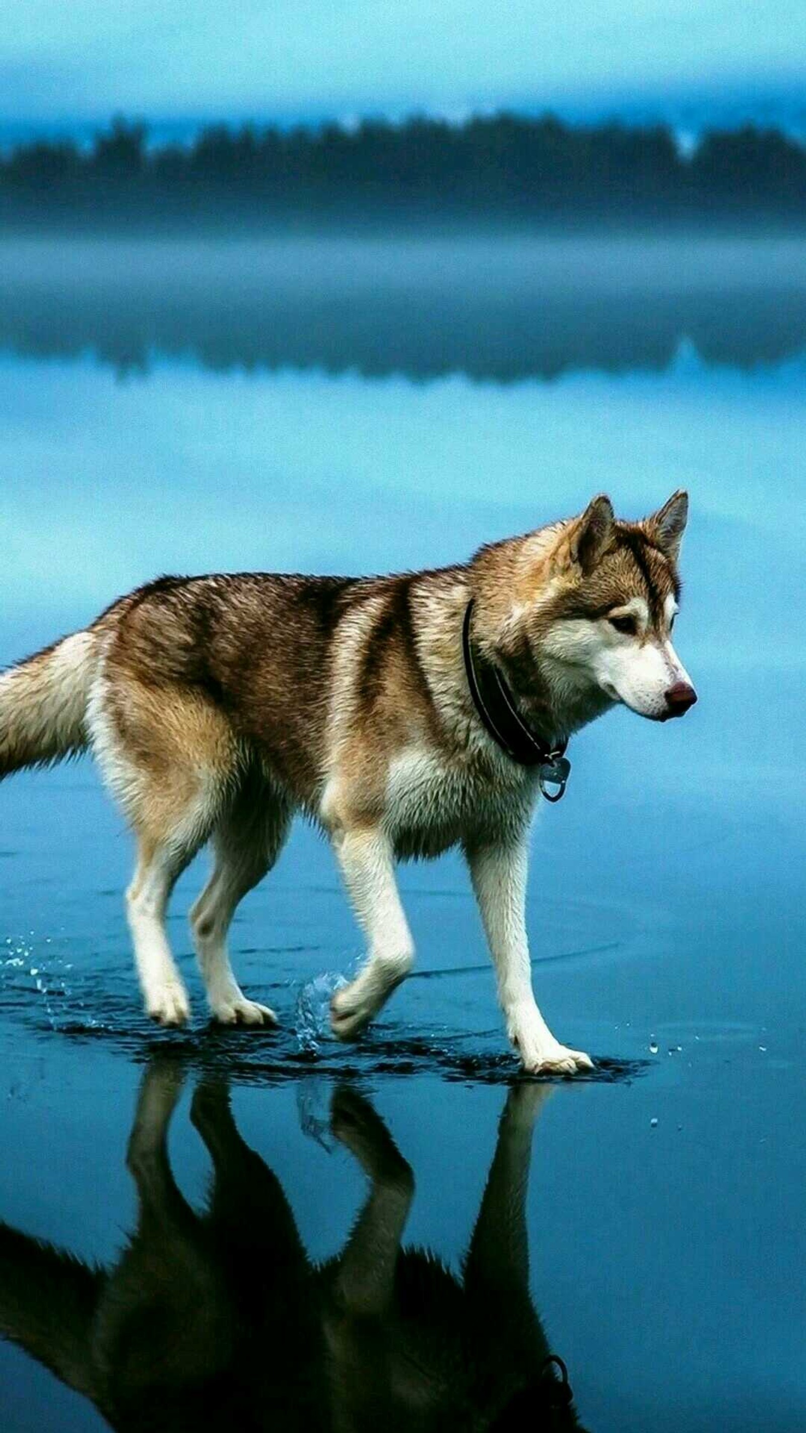 Téléchargez le fond d'écran loup, eau