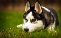 Filhote de Husky Siberiano descansando na grama