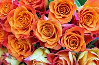 Gros plan vibrant de roses orange en fleurs dans un jardin