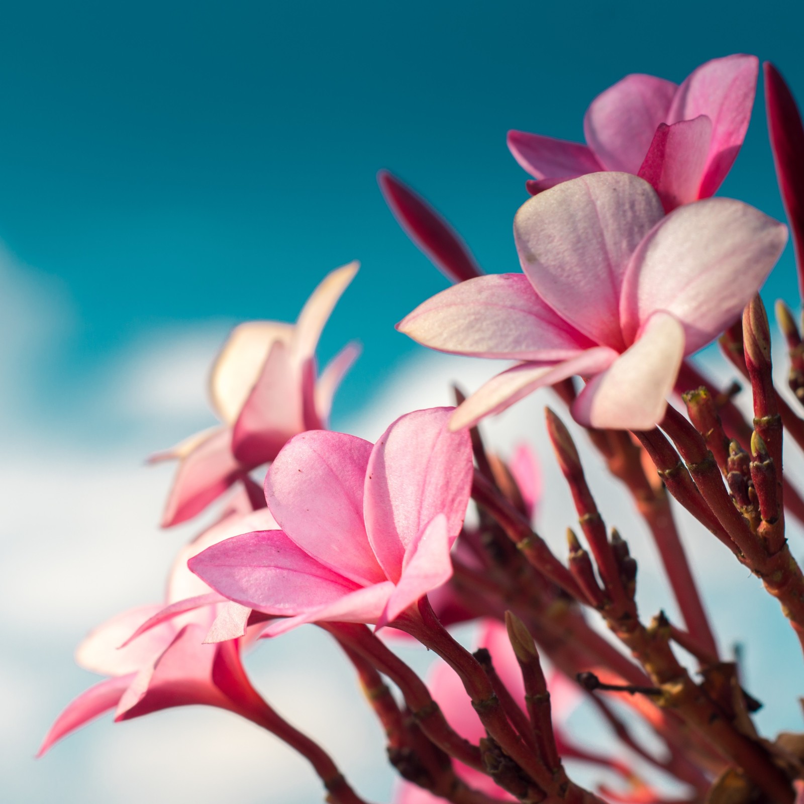 Hay flores rosas que están creciendo en un árbol (frangipani, flor, planta floreciendo, rosa, pétalo)