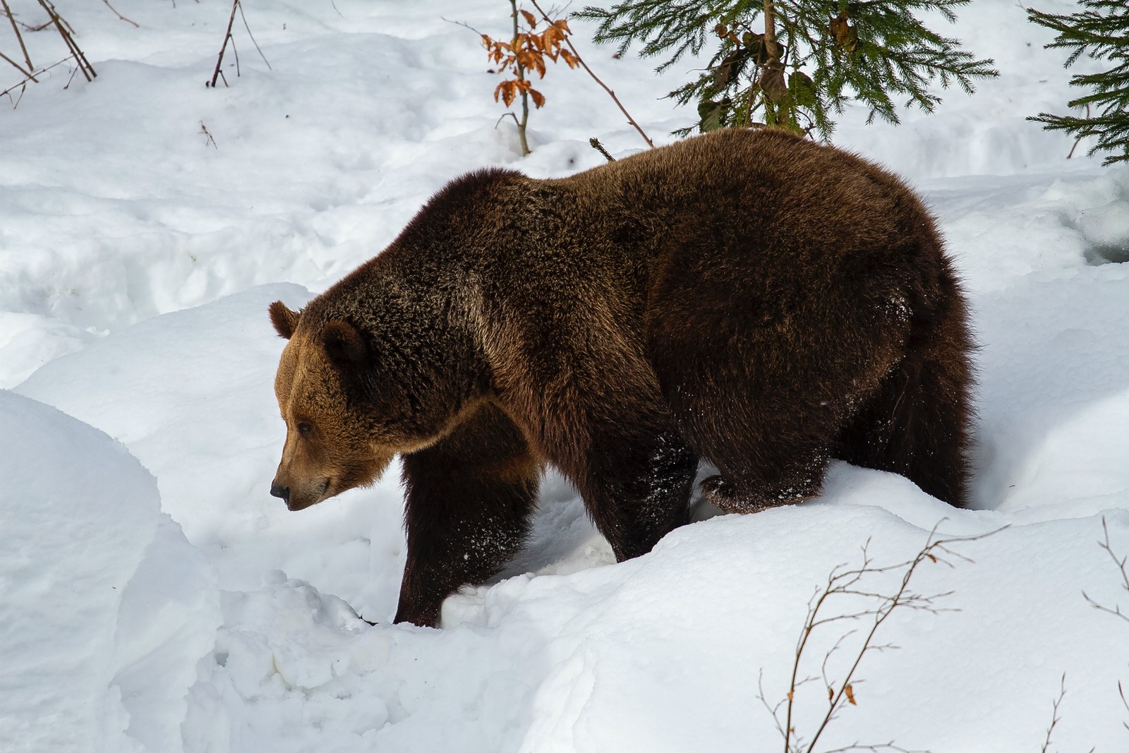 Ein bär, der durch den schnee läuft (braunbär, grizzlybär, schnee, pflanze, amerikanischer schwarzbär)