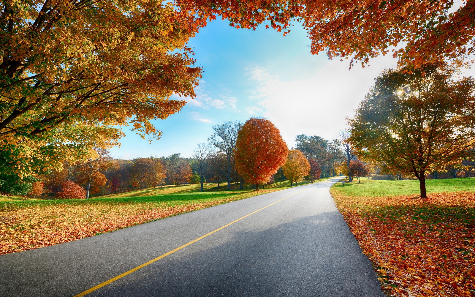 Une vue d'une route avec des arbres et des feuilles sur le côté (nature, route, feuille, arbre, automne)