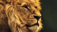 Retrato majestuoso de león: el rey de la naturaleza en detalle