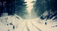 Caminho de inverno sereno através de uma floresta coberta de neve