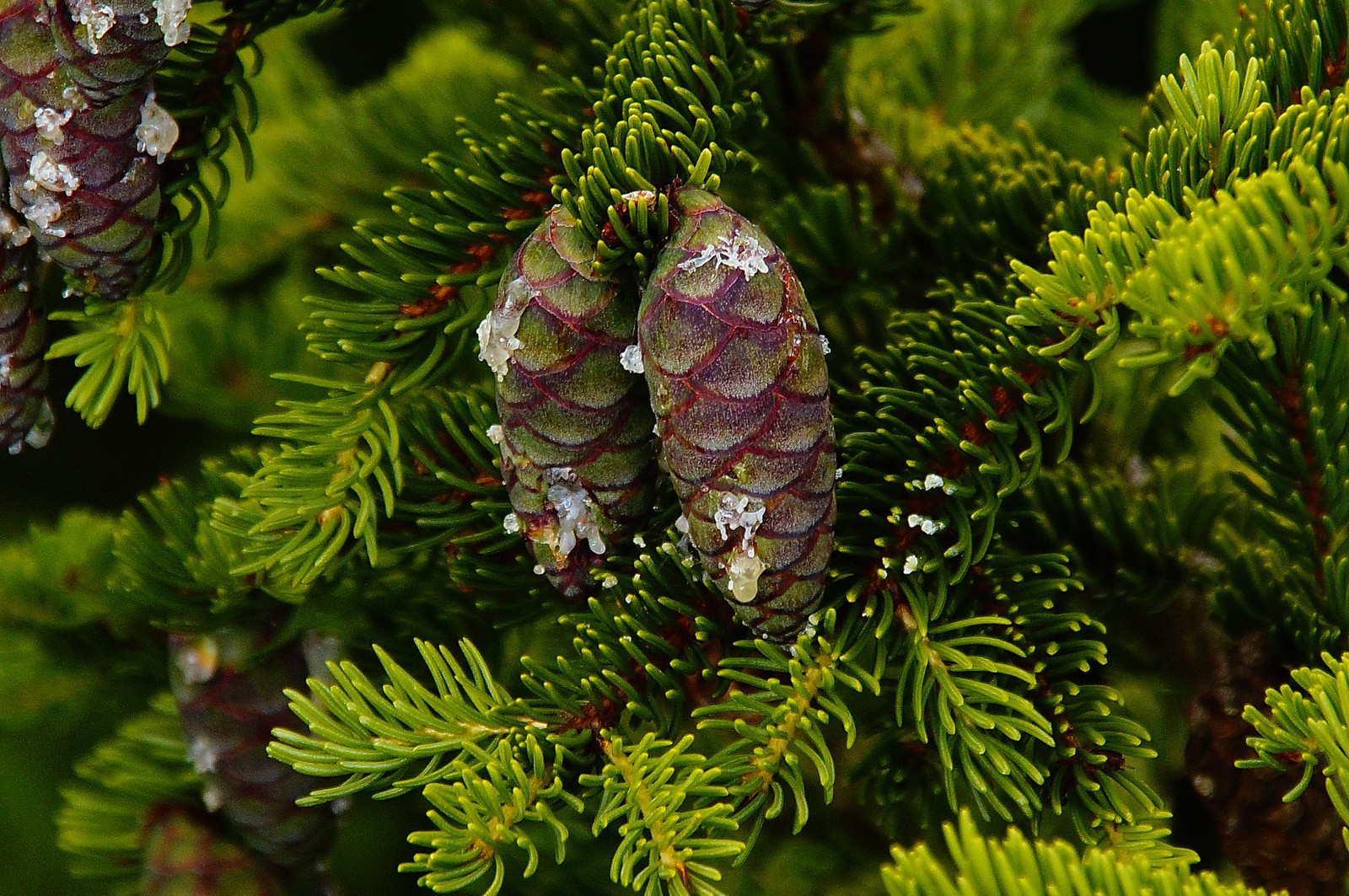 Un gros plan d'un pin avec des cônes dessus (sapin, épicéa, conifères, mélèze, arbre)