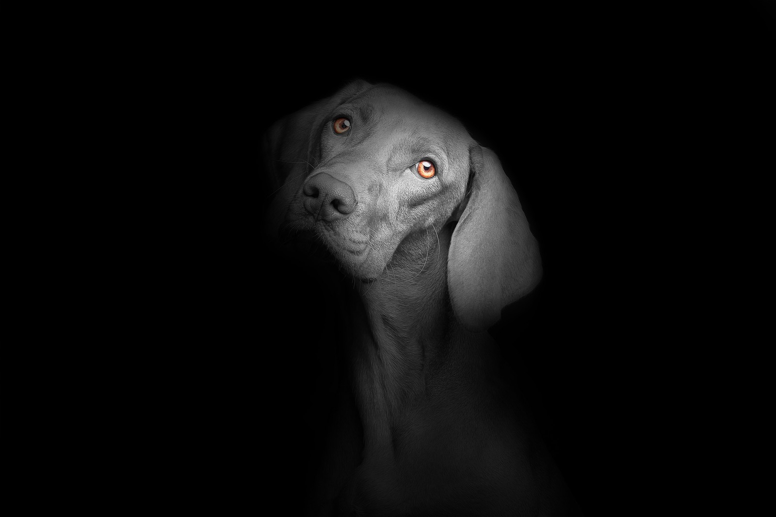 Um cachorro com olhos vermelhos olhando para cima no escuro (cachorro preto, fundo preto, escuro, amoled, filhotes fofos)