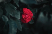 Vibrant Red Rose Amidst Lush Green Foliage