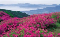 Flores silvestres vibrantes em uma paisagem montanhosa cênica do Parque Nacional Vale das Flores