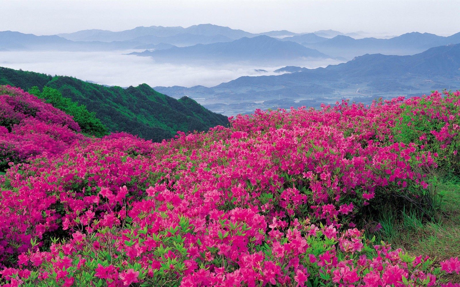 Nahaufnahme eines blumenfeldes mit bergen im hintergrund (nationalpark tal der blumen, nationalpark, jim corbett nationalpark, park, vegetation)