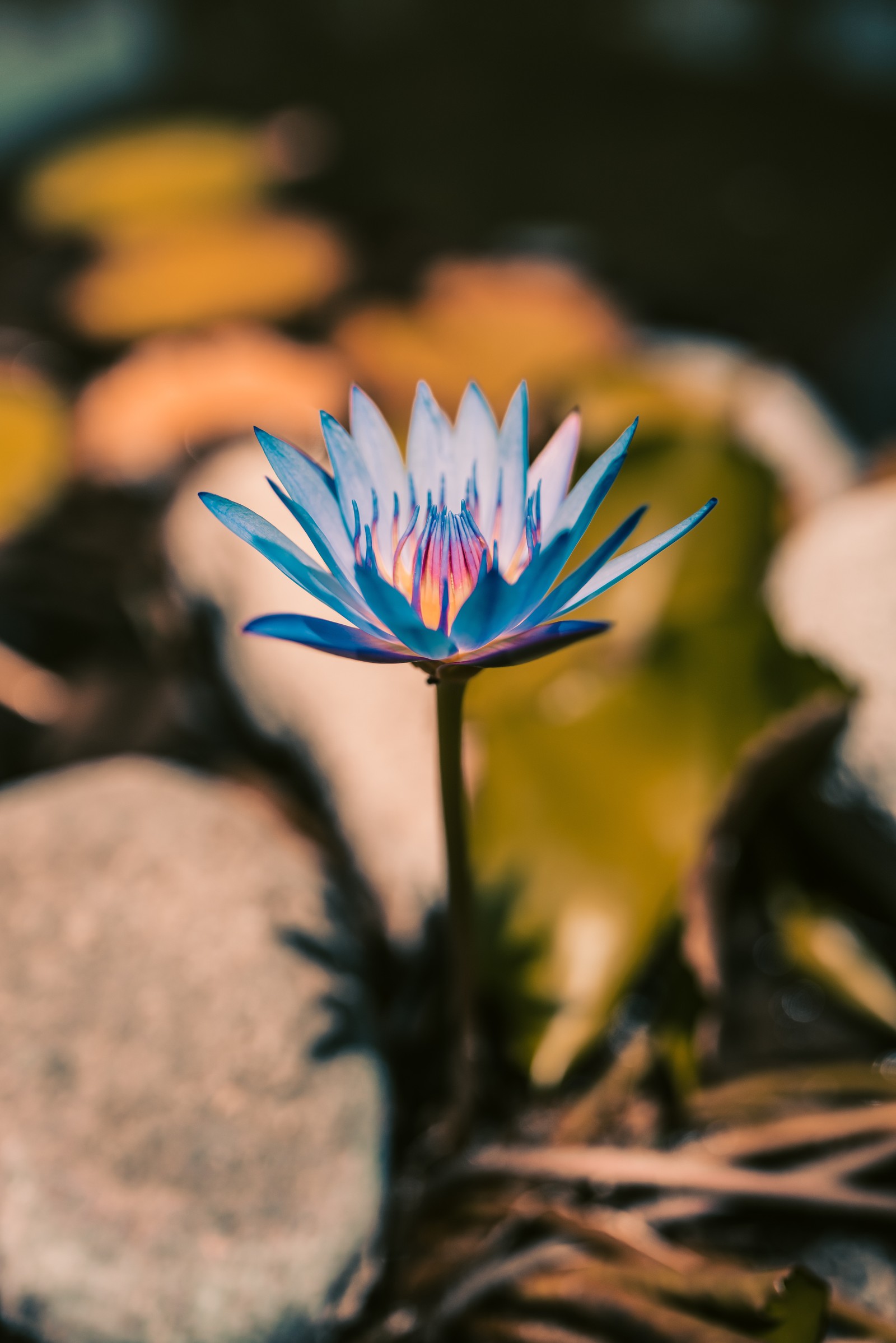 Eine blaue blume, die aus dem boden wächst (blume, blütenblatt, pflanze, wasserpflanze, botanik)