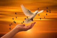 Embracing Peace: A Dove in Flight at Sunrise