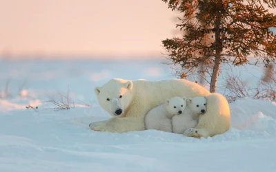 Una osa polar y sus dos adorables cachorros descansan en el paisaje nevado del Ártico, encarnando la belleza de la vida salvaje en su hábitat natural.