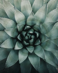 Succulent Plant Patterns: A Study in Green and Turquoise