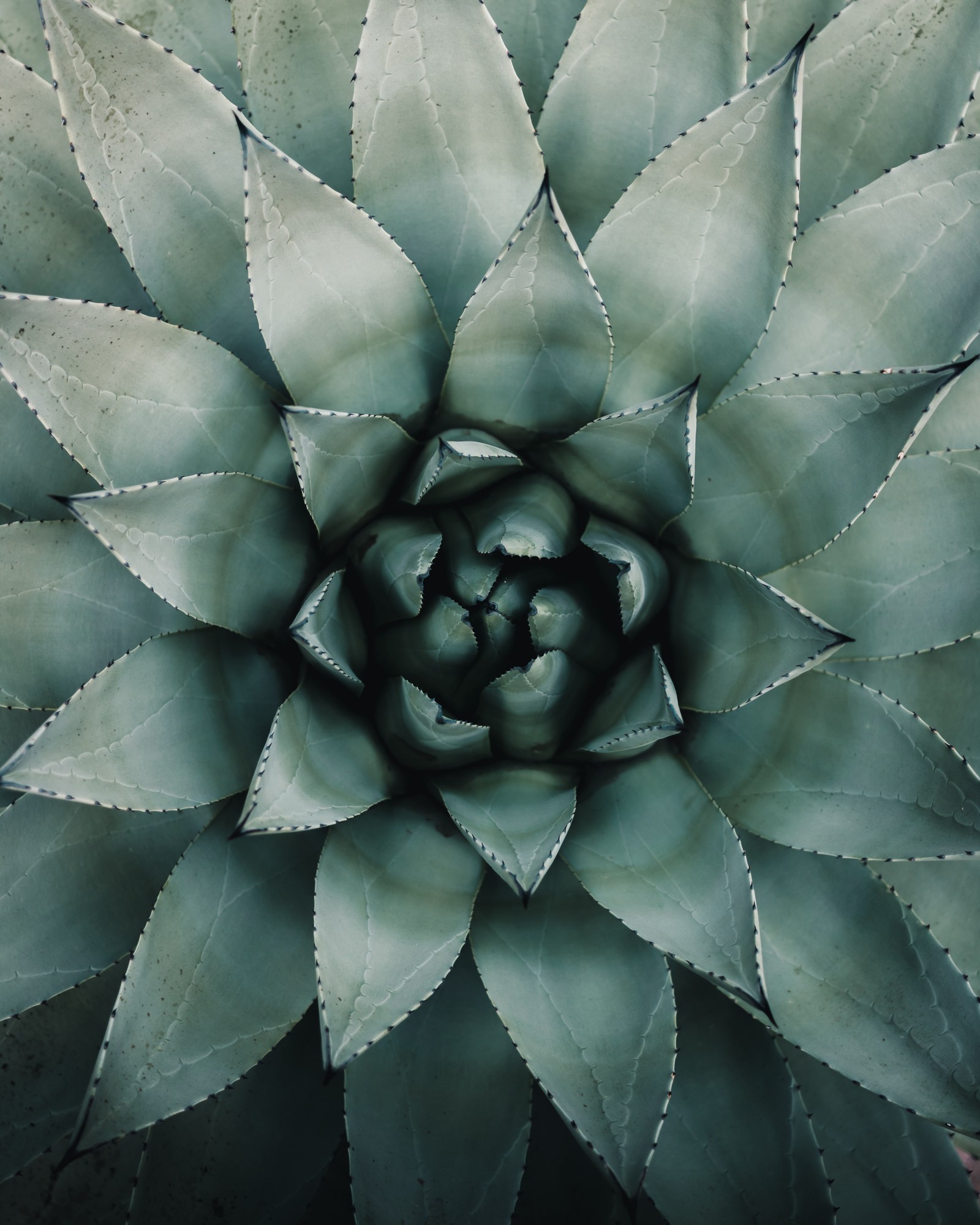 A close up of a plant with a very large green flower (plants, green, plant, botany, flower)