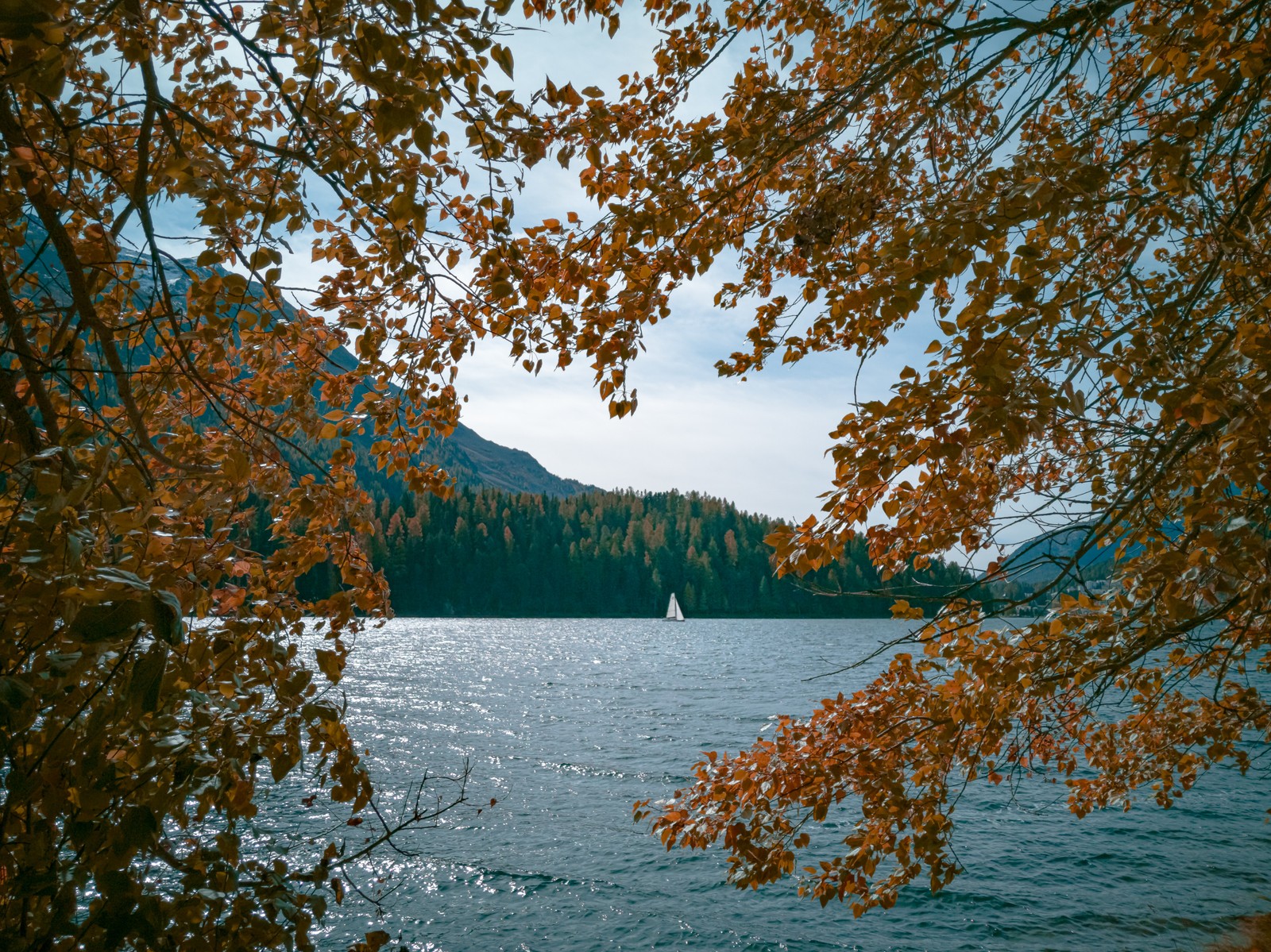 Bäume mit gelben blättern in der nähe eines gewässers (gewässer, baum, natur, blatt, wasser)