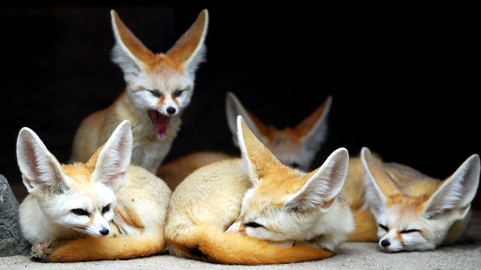 Several fenne foxes are laying down in a group on the ground (fennec fox, canidae, wildlife, red fox, kit fox)