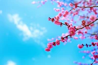 Spring Awakening: Cherry Blossom Branch Against a Clear Blue Sky