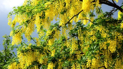 Brillantes flores amarillas de mimosa en plena floración