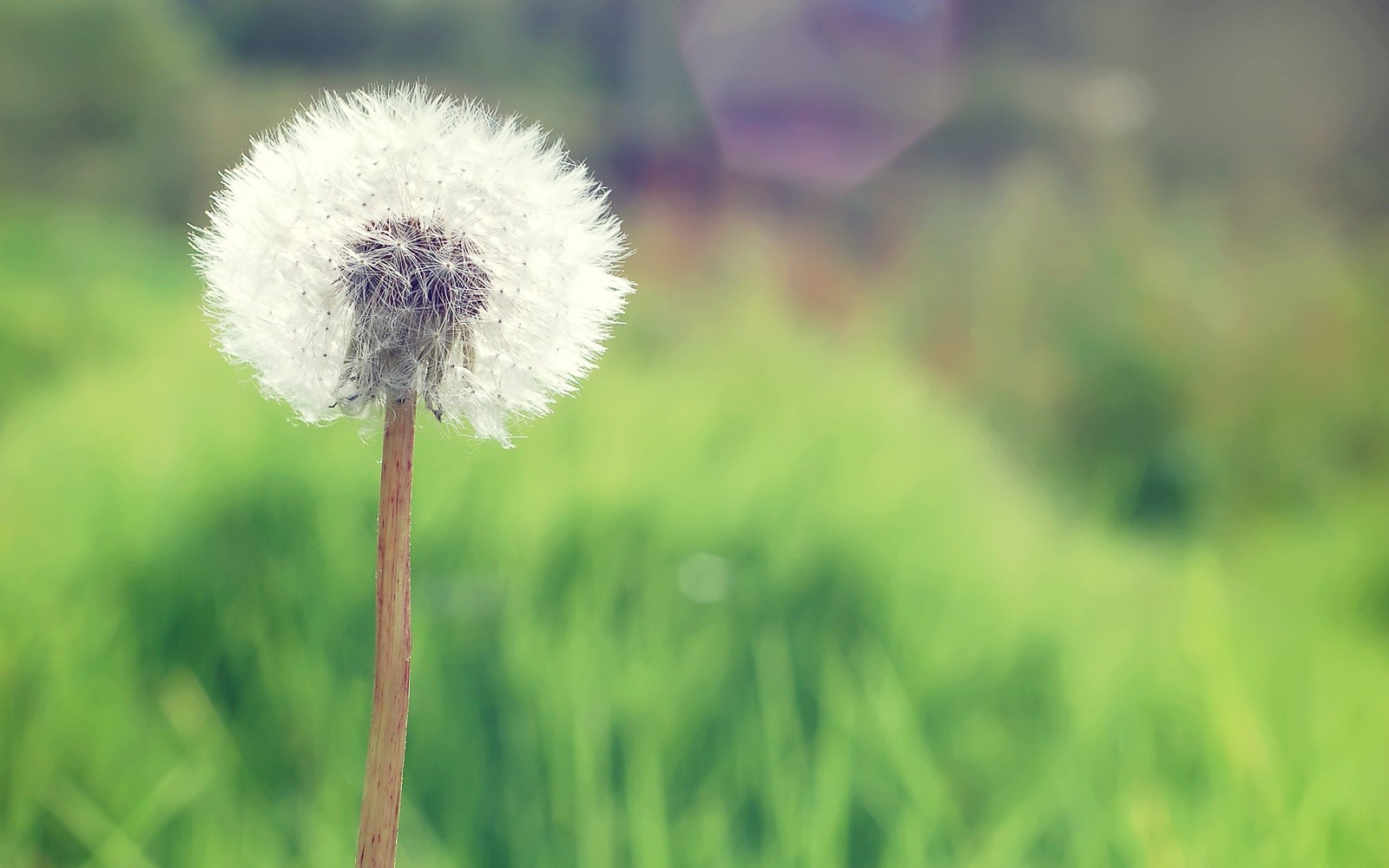 Hay un diente de león en medio de un campo (flor, diente de león, verde, planta, planta floreciendo)