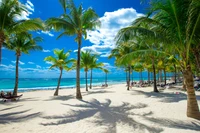 Playa caribeña tranquila con palmeras y aguas turquesas