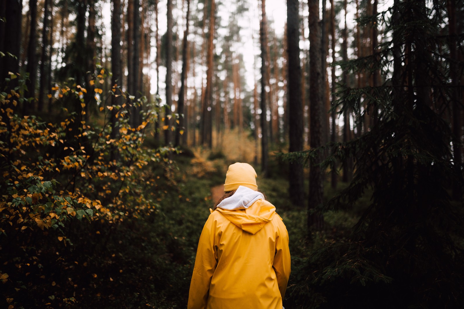 Lade tourismus, baum, gelb, kleidung, wildnis Hintergrund herunter